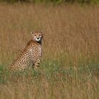 Gepard