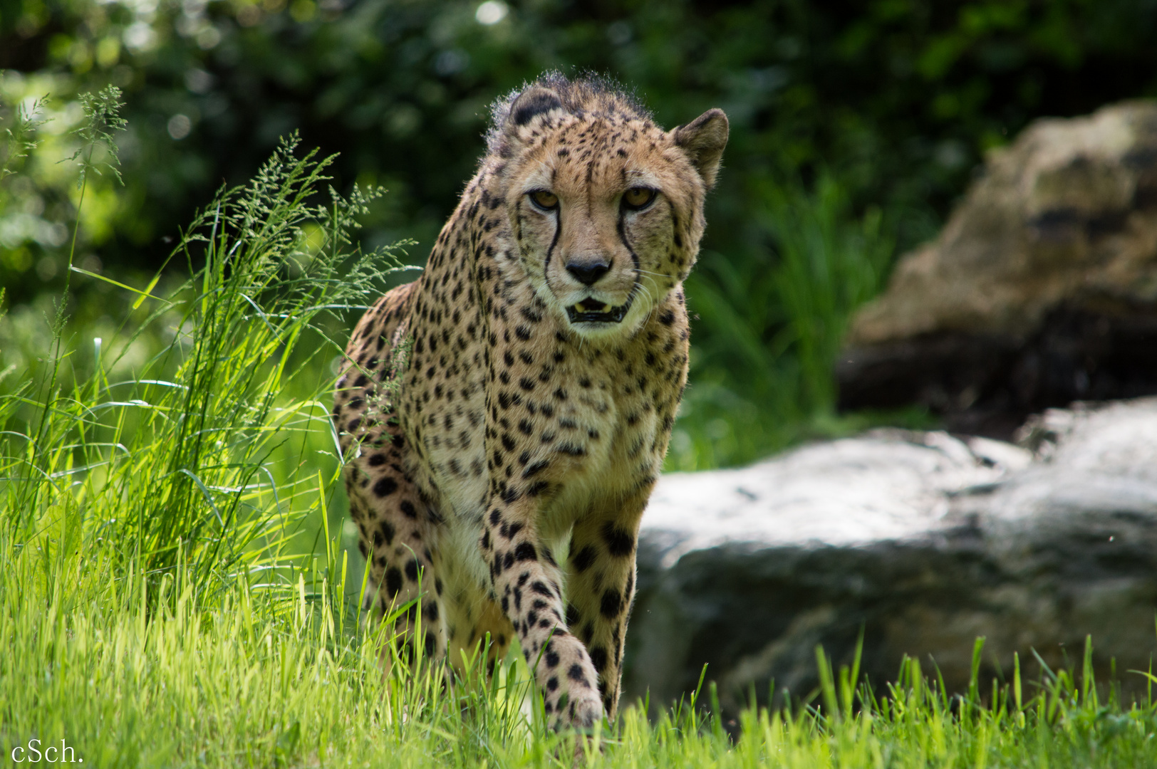 Gepard