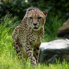 Gepard