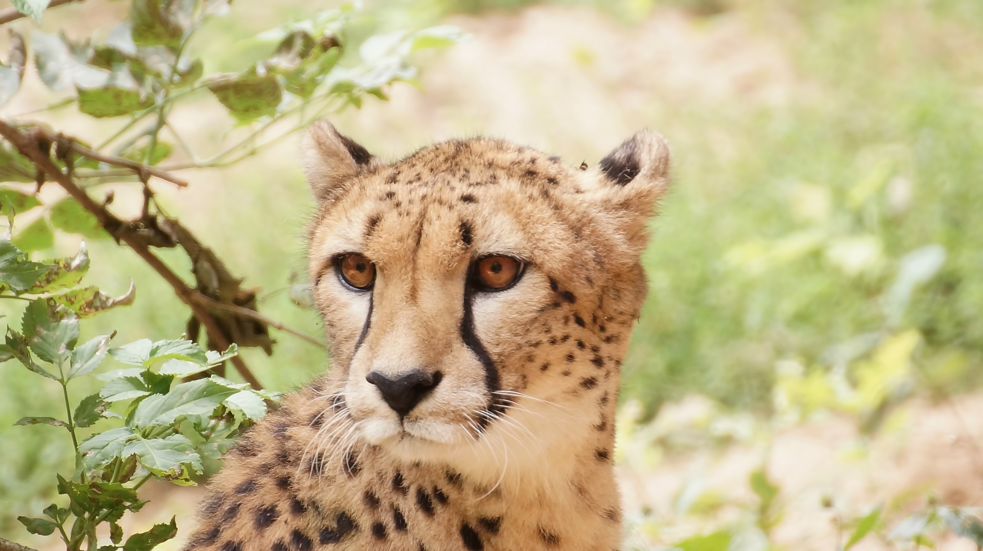 Gepard