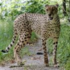 Gepard