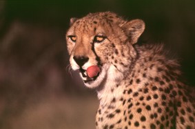 Gepard