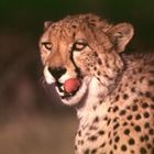 Gepard