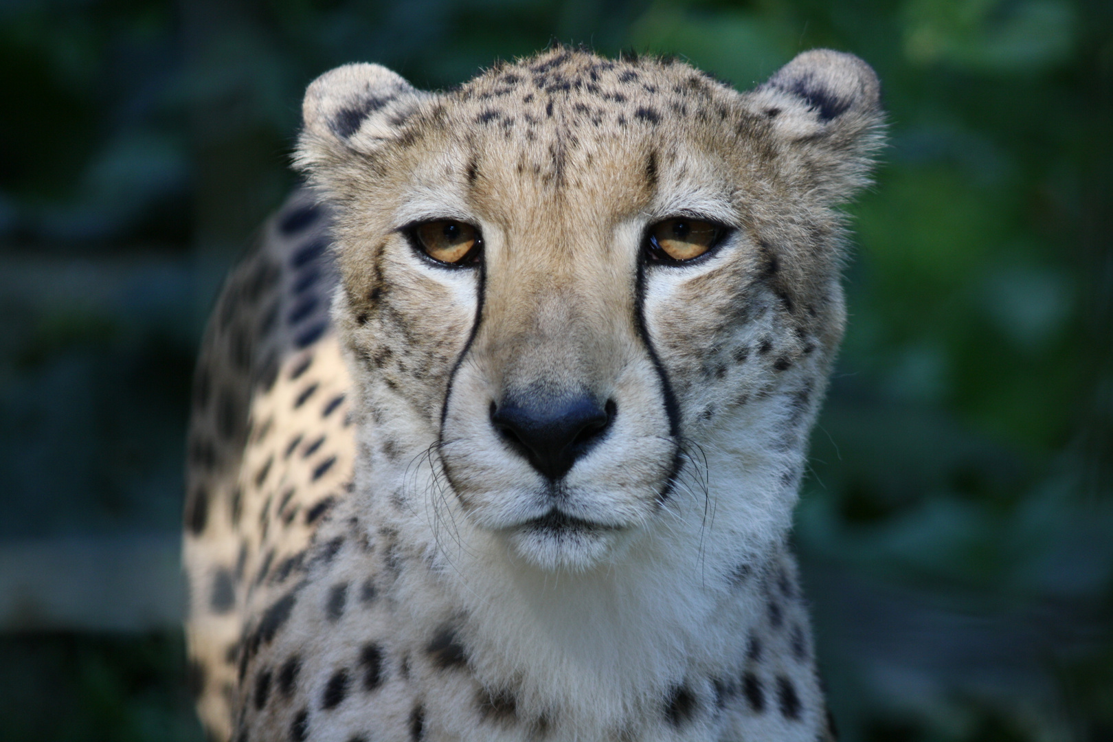 Gepard