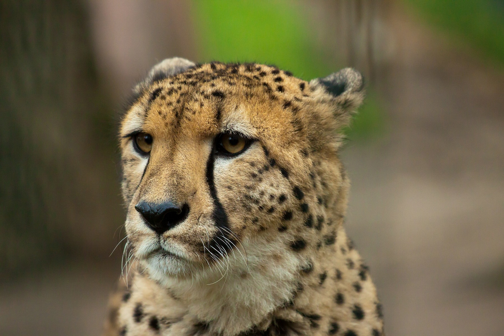 Gepard