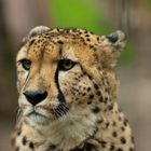 Gepard