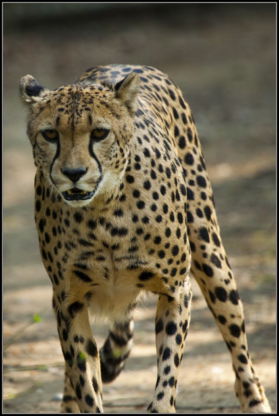 Gepard