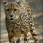 Gepard