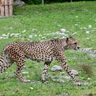 Gepard