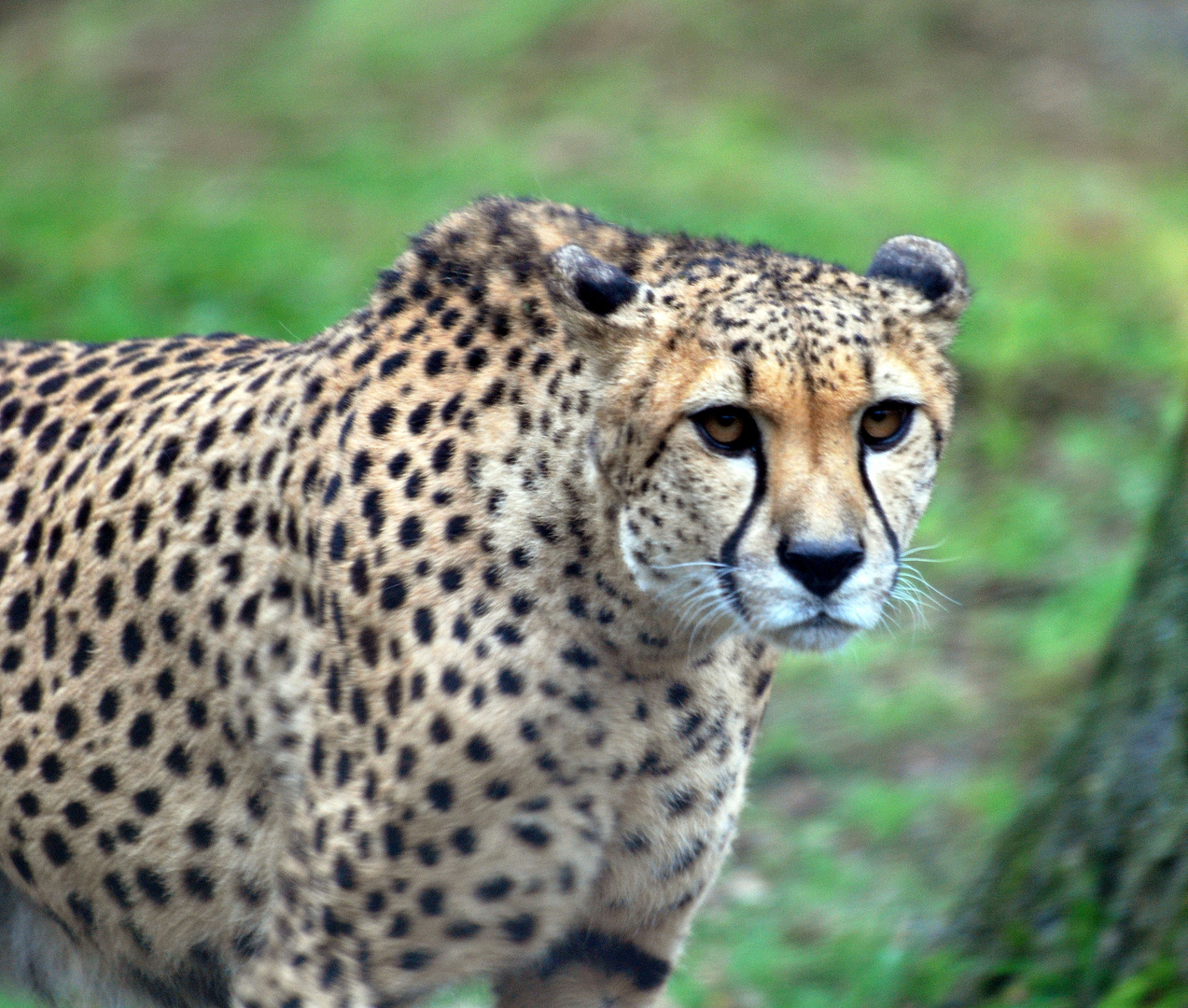 Gepard