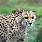 Gepard