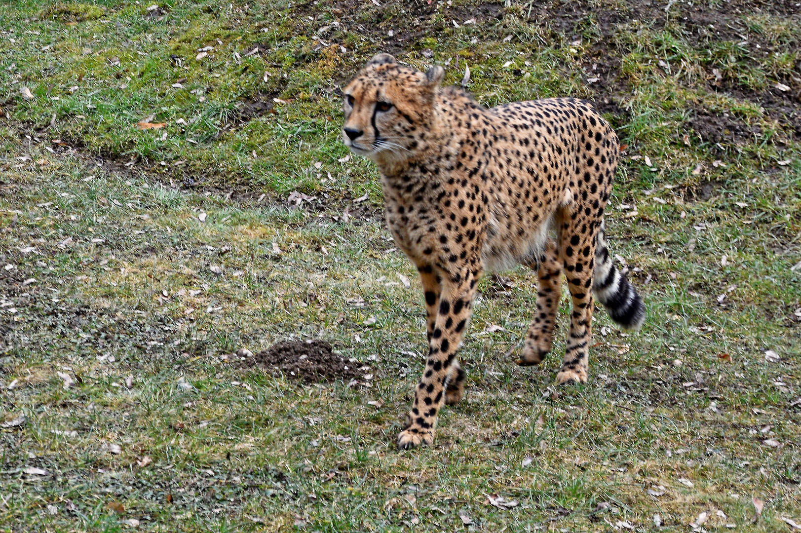 Gepard