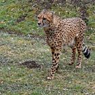 Gepard