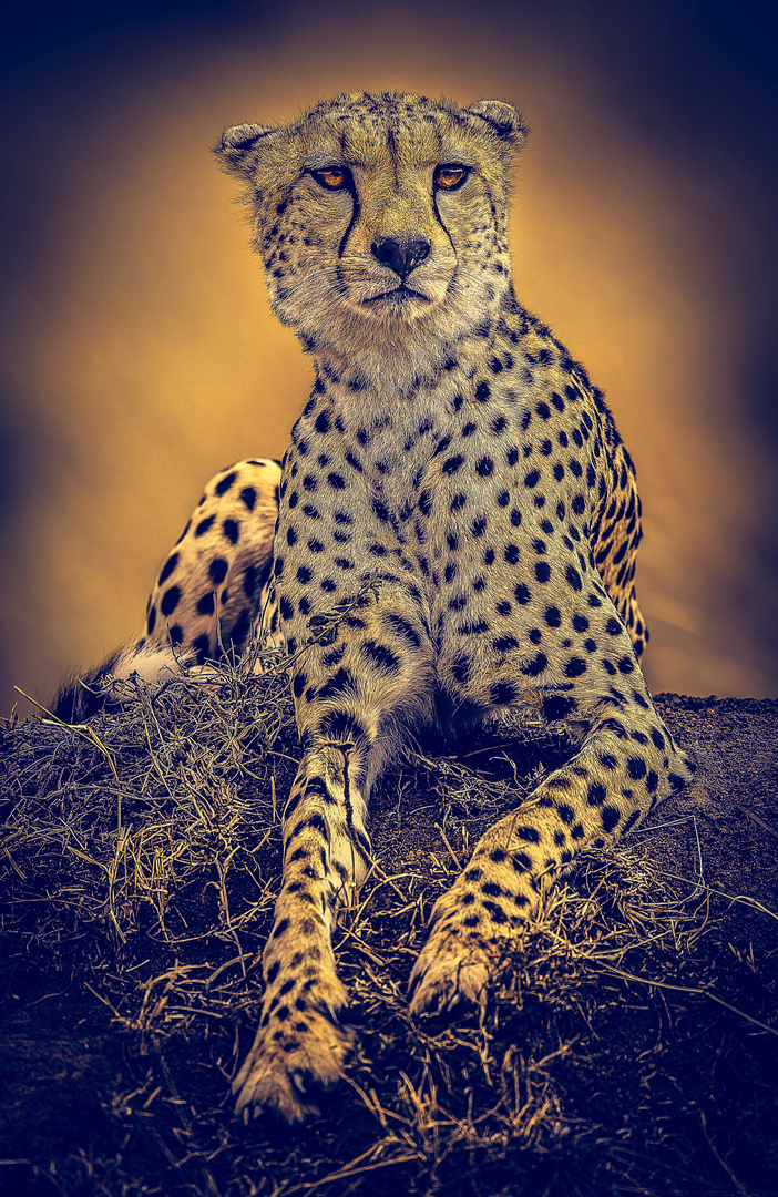 Gepard