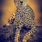 Gepard