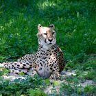 Gepard