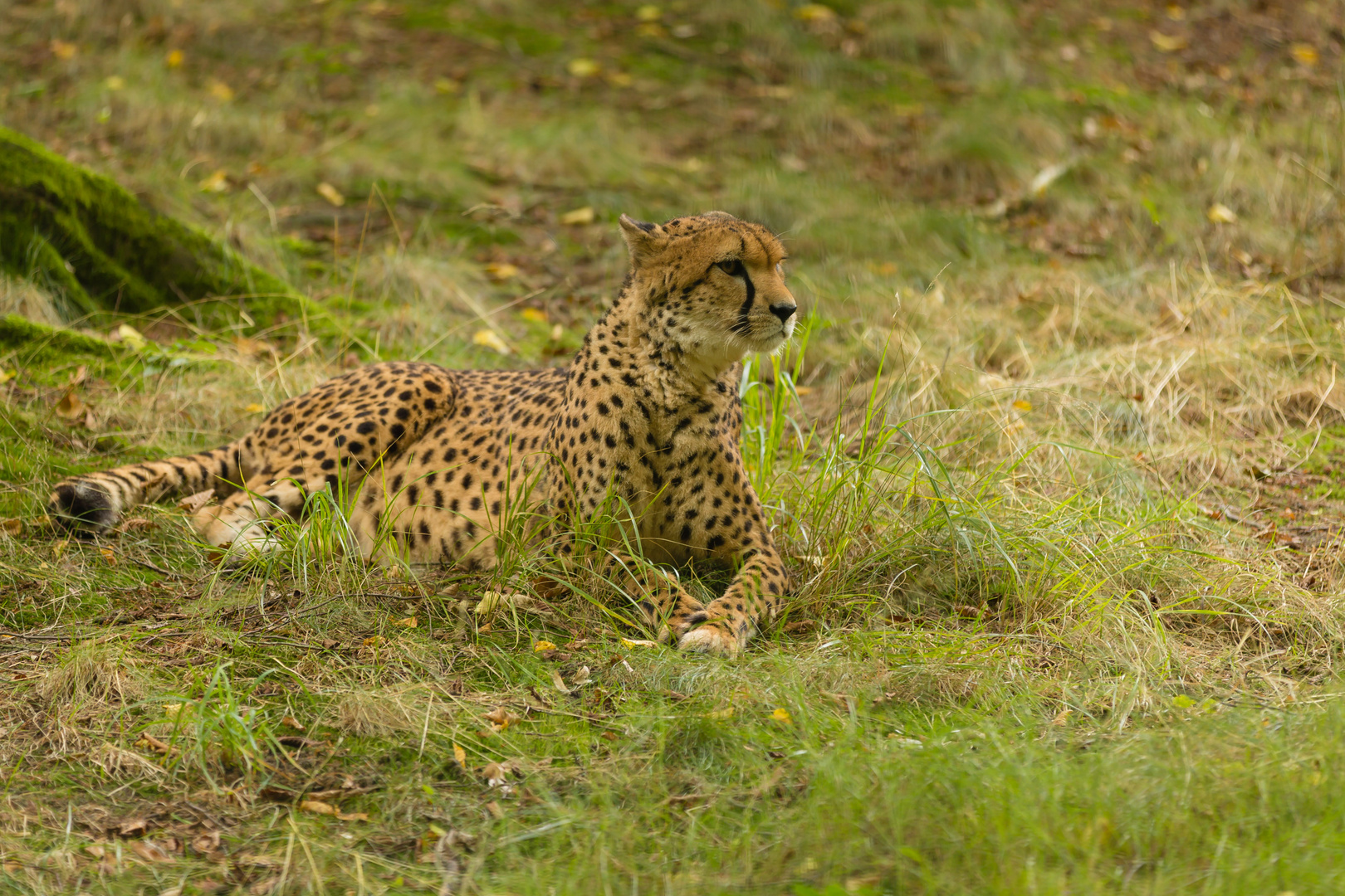 Gepard