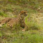 Gepard