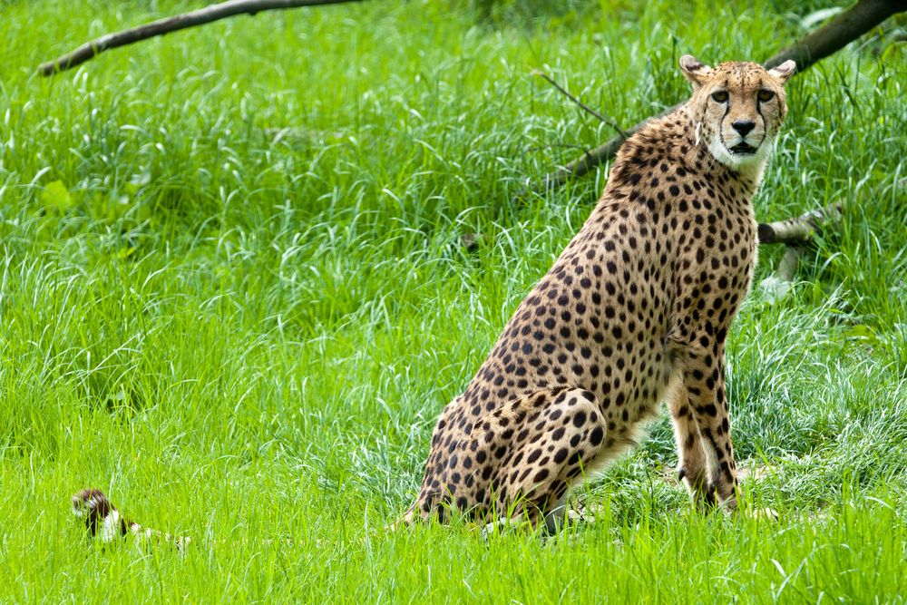 Gepard