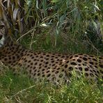 Gepard