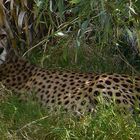 Gepard