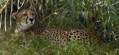 Gepard