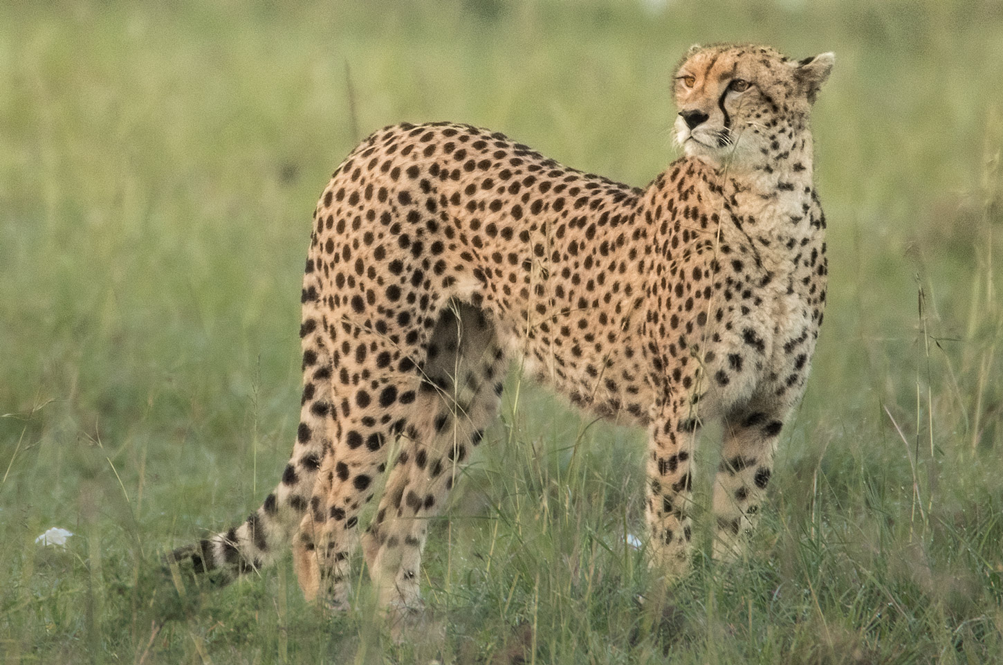 Gepard