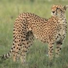 Gepard