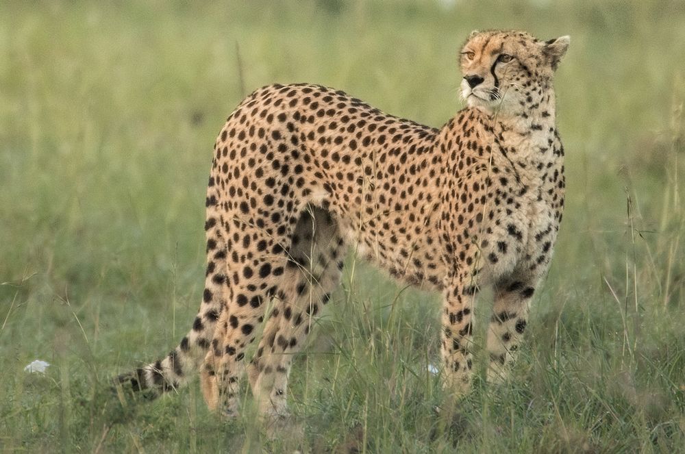 Gepard