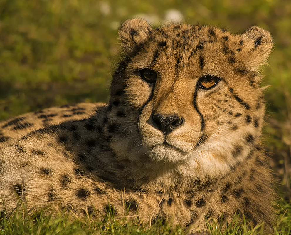 Gepard