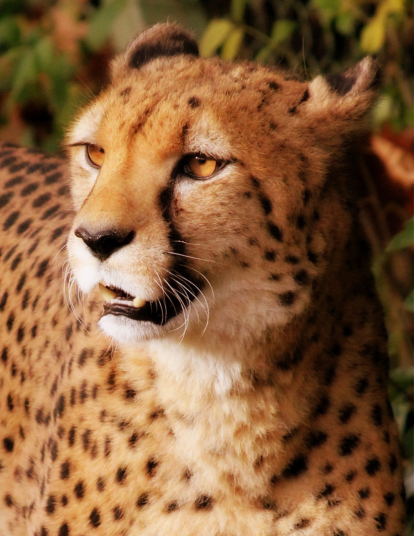 Gepard