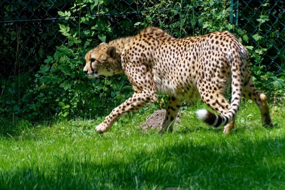 Gepard