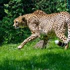 Gepard