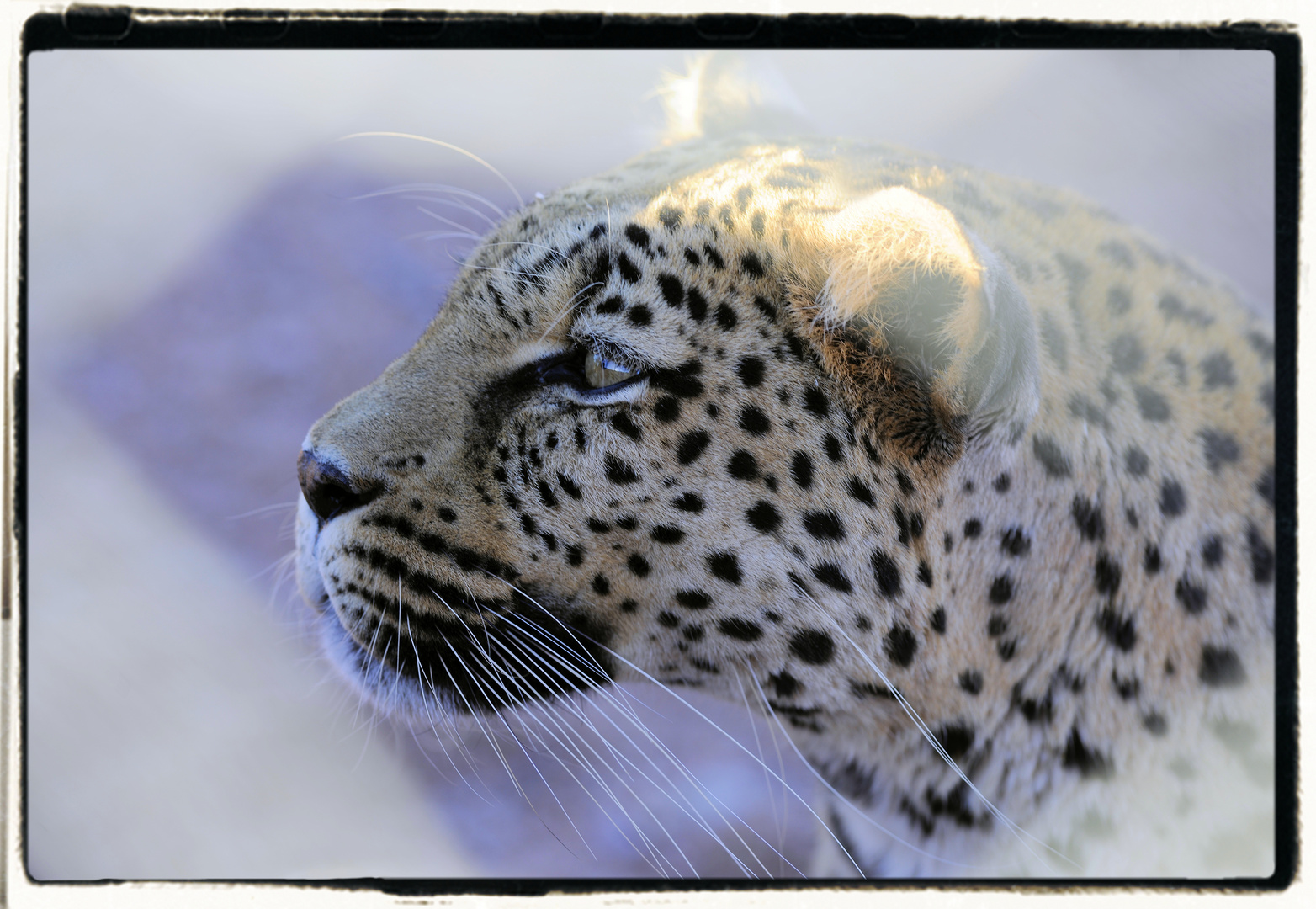 Gepard 