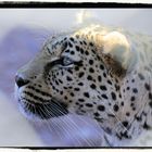 Gepard 