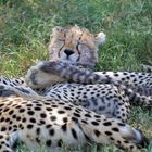 Gepard