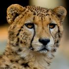 Gepard