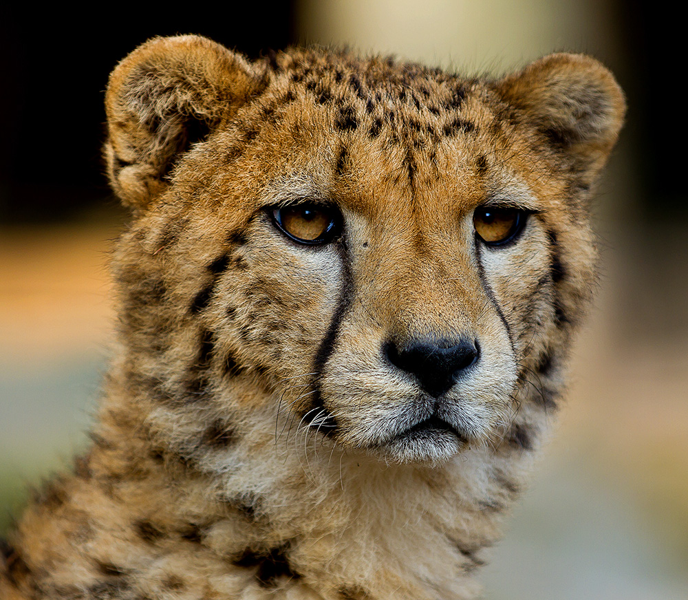 Gepard