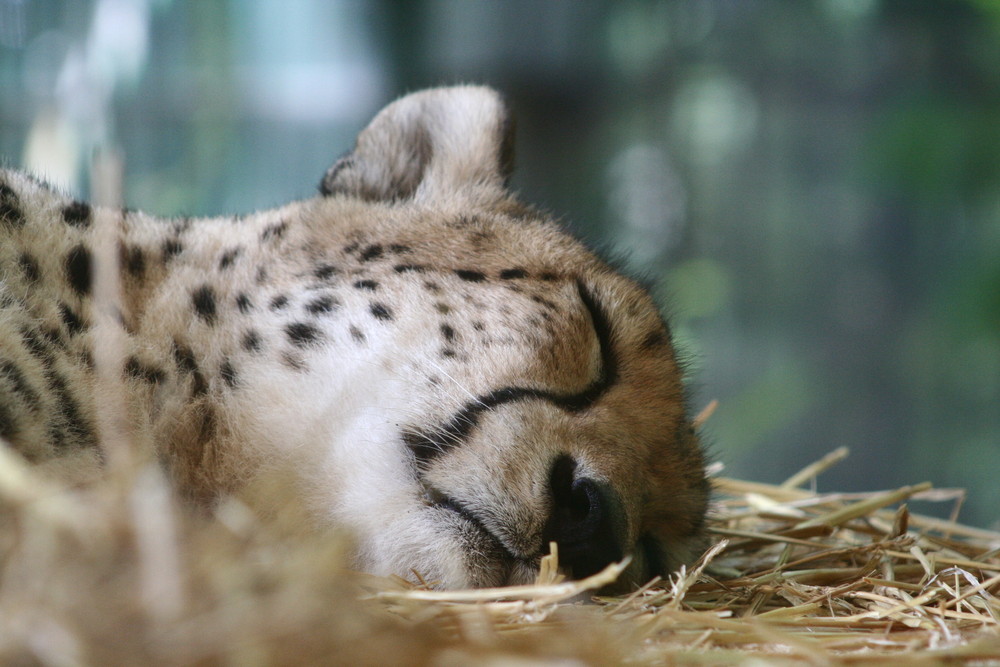 Gepard