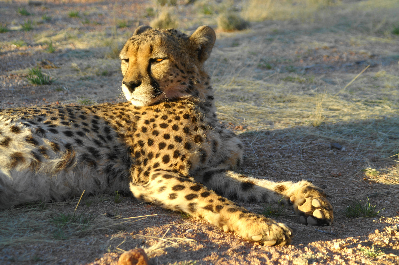 Gepard