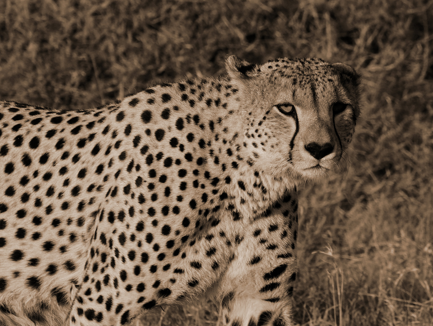 Gepard