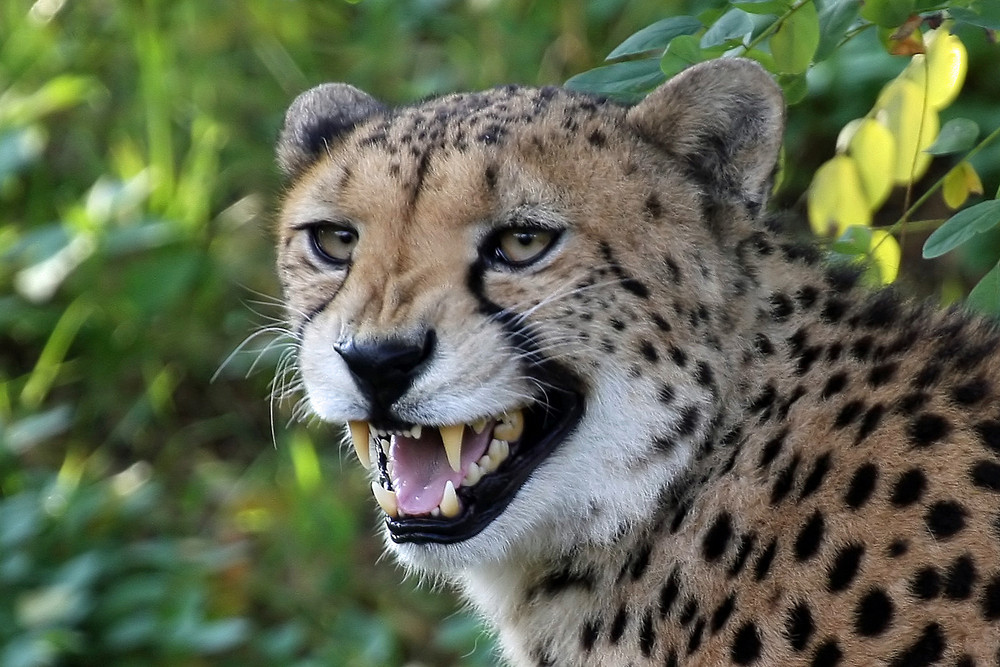 Gepard