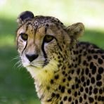 Gepard