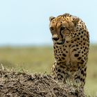 Gepard