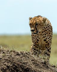 Gepard