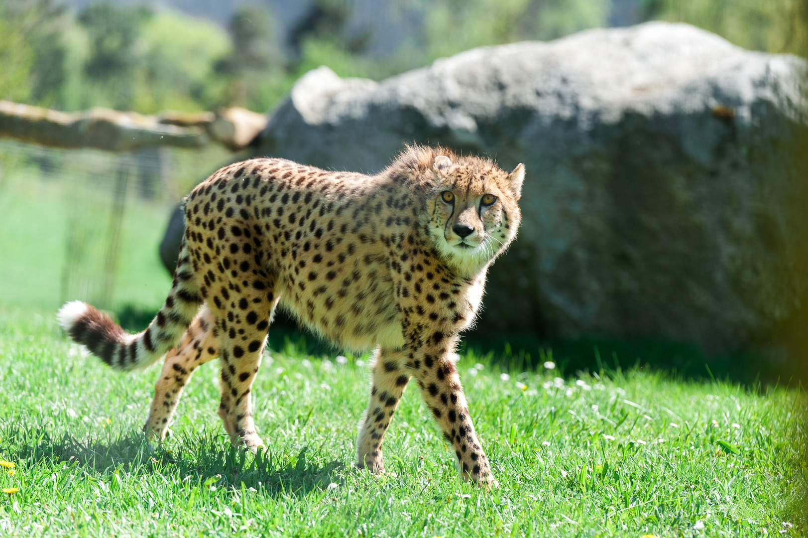 Gepard