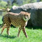 Gepard