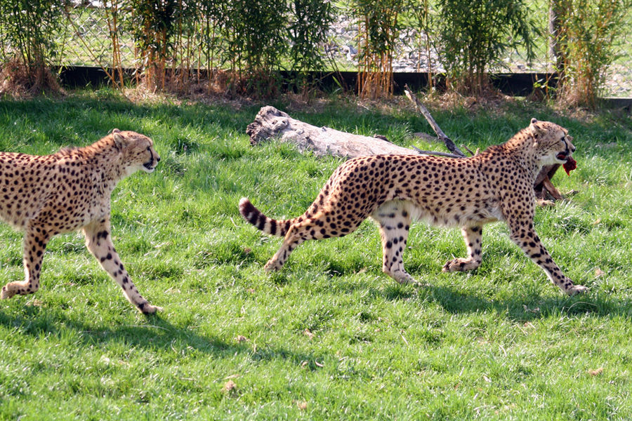 Gepard