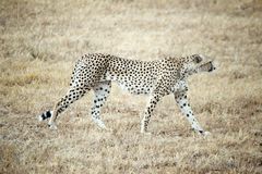 Gepard