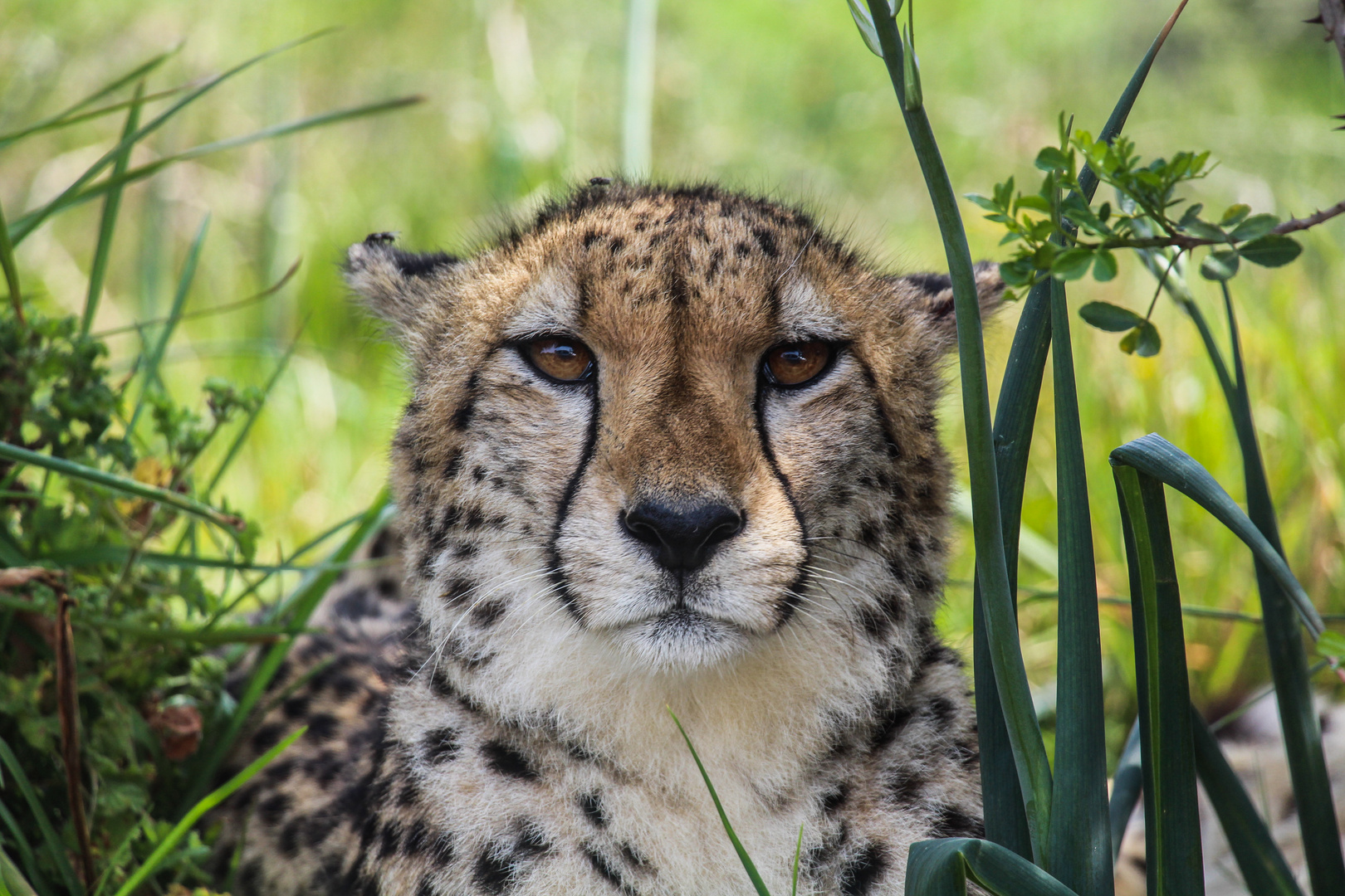 Gepard